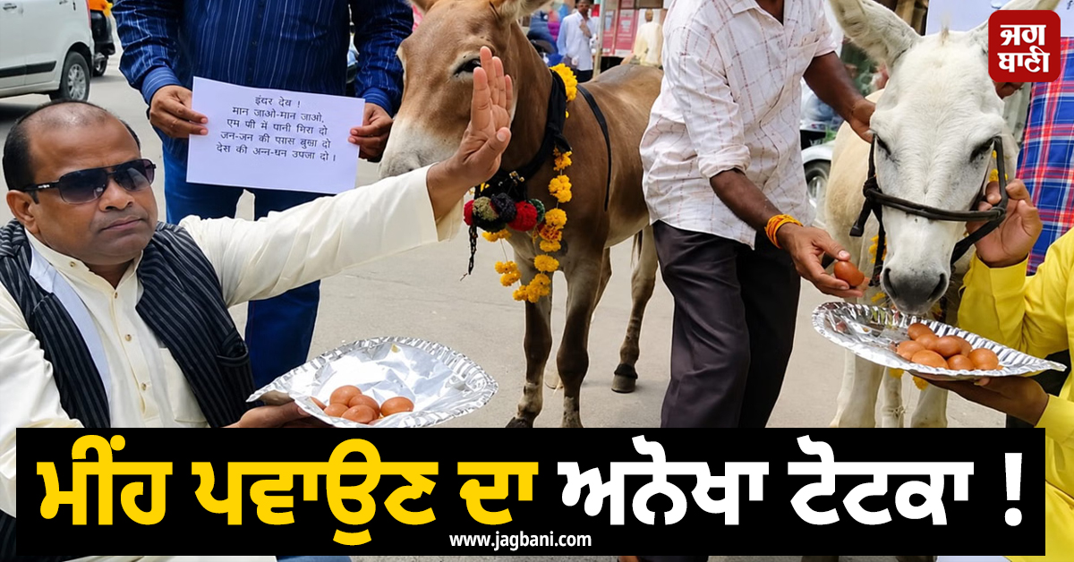 ਮੀਂਹ ਪਵਾਉਣ ਦਾ ਅਨੋਖਾ ਟੋਟਕਾ ! ਇੰਦਰ ਦੇਵ ਨੂੰ ਖੁਸ਼ ਕਰਨ ਲਈ ਖੋਤਿਆਂ ਨੂੰ ਖਵਾ''ਤੇ ਗੁਲਾਬ ਜਾਮਣ
