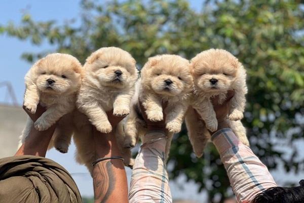 it is mandatory to register pet dogs