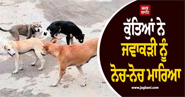 stray dogs attack girl she dies a painful death