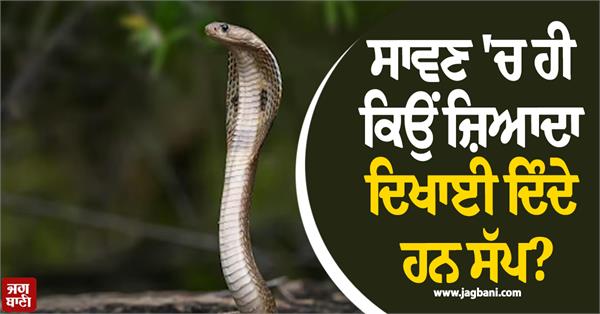 sawan month  snake  monsoon  nag panchami