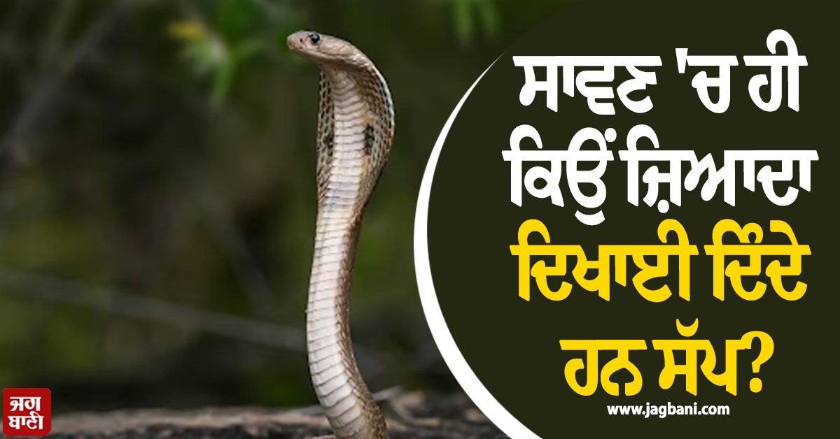 ਸਾਵਣ ''ਚ ਹੀ ਕਿਉਂ ਜ਼ਿਆਦਾ ਦਿਖਾਈ ਦਿੰਦੇ ਹਨ ਸੱਪ? ਜਾਣੋ ਇਸ ਦੇ ਪਿੱਛੇ ਦੀ ਅਸਲੀ ਵਜ੍ਹਾ