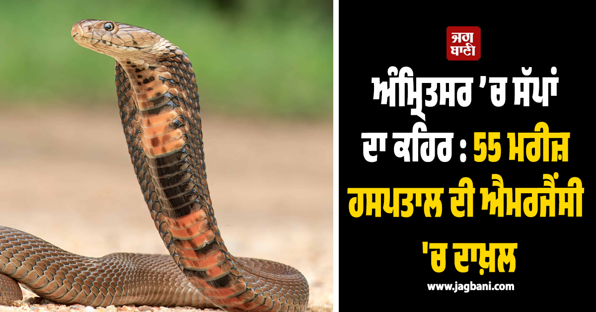 ਅੰਮ੍ਰਿਤਸਰ ’ਚ ਸੱਪਾਂ ਦਾ ਕਹਿਰ: 55 ਮਰੀਜ਼ ਹਸਪਤਾਲ ਦੀ ਐਮਰਜੈਂਸੀ 'ਚ ਦਾਖ਼ਲ, ਬਣਿਆ ਡਰ ਦਾ ਮਾਹੌਲ