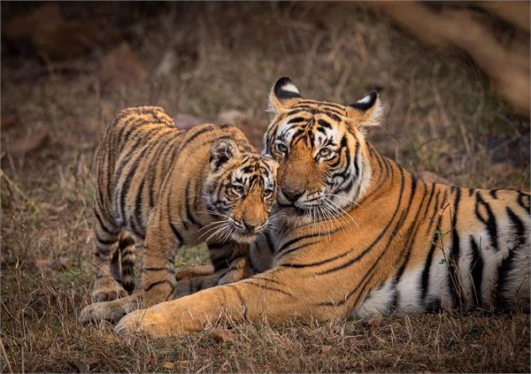 narendra modi  international tiger day  congratulations