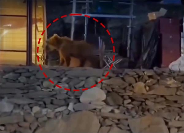 amarnath yatra begins wild animals  bear