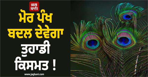 peacock feathers will change your destiny 