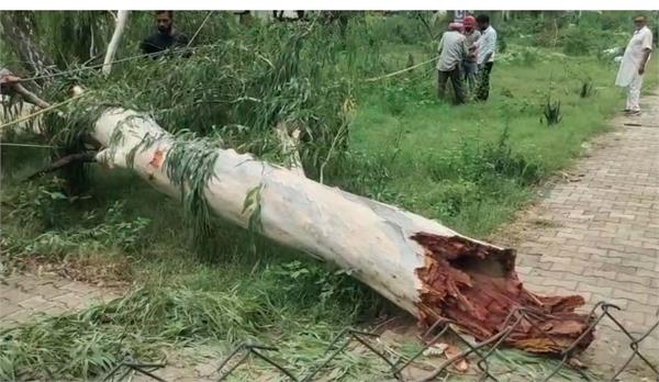 storm in jalandhar  fallen tree