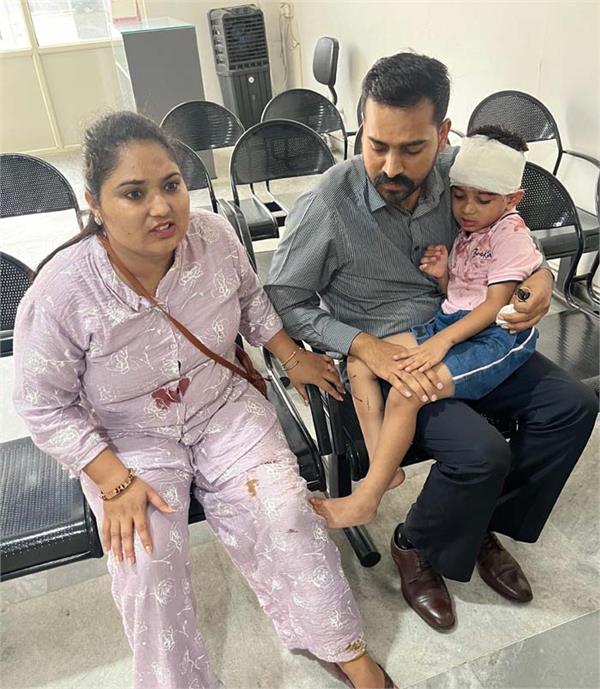 stray dogs attacked mother and son child injured 