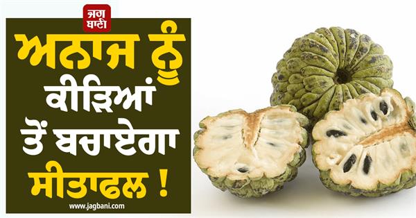 sitaphal  seed oil  nano pesticides  grain pests