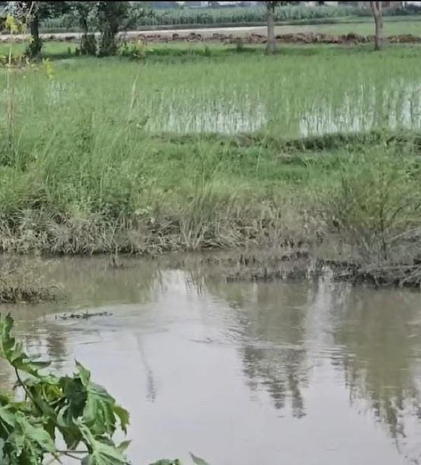 34 buffaloes die in sakki nallah