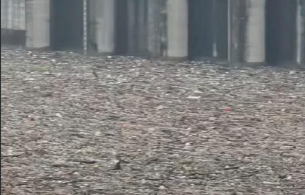 wood logs in dam