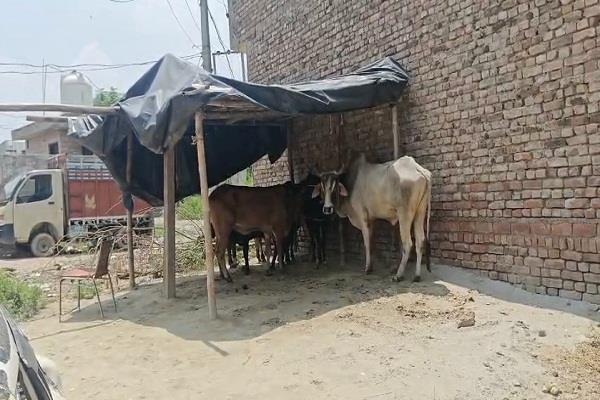 cow slaughter exposed in hadda rori 
