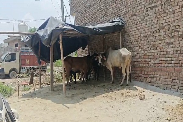 ਹੱਡਾ-ਰੋੜੀ 'ਚ ਗਊ ਹੱਤਿਆ ਦਾ ਪਰਦਾਫਾਸ਼! ਕਈ ਗਾਵਾਂ ਰੈਸਕਿਊ, ਜਾਂਚ ਸ਼ੁਰੂ