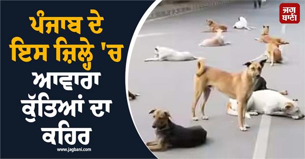 terror of stray dogs in nawanshahr