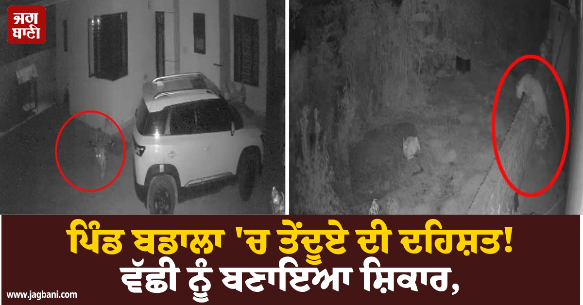 ਪਿੰਡ ਬਡਾਲਾ ''ਚ ਤੇਂਦੂਏ ਦੀ ਦਹਿਸ਼ਤ! ਵੱਛੀ ਨੂੰ ਬਣਾਇਆ ਸ਼ਿਕਾਰ, ਹੈਰਾਨ ਕਰਦੀ ਵੀਡੀਓ ਵਾਇਰਲ