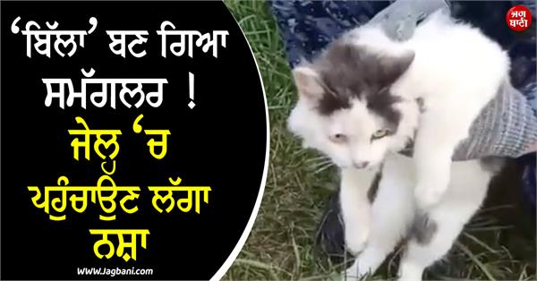 cat became smuggler