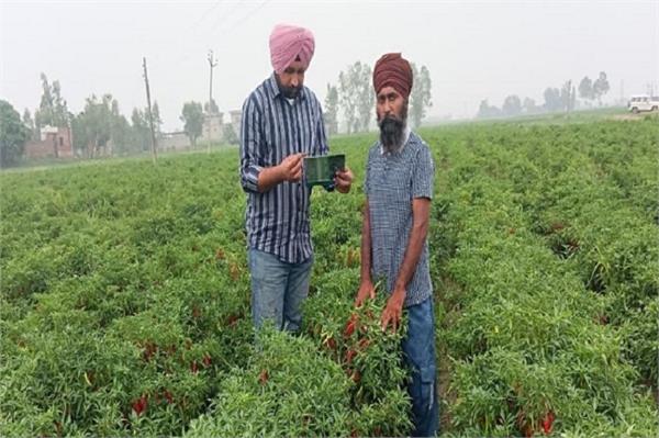farmers should be aware of late blight disease in paddy