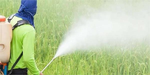 indians at risk from pesticides