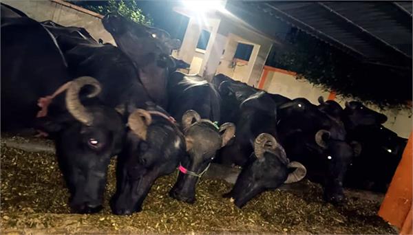 huge uproar during auction of 243 buffaloes in lucknow