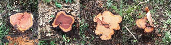 15 priceless trees stolen from jugyal government forest