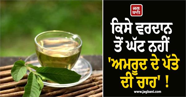 guava leaf tea is nothing less than a blessing 