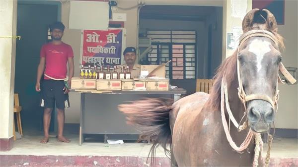horse arrested