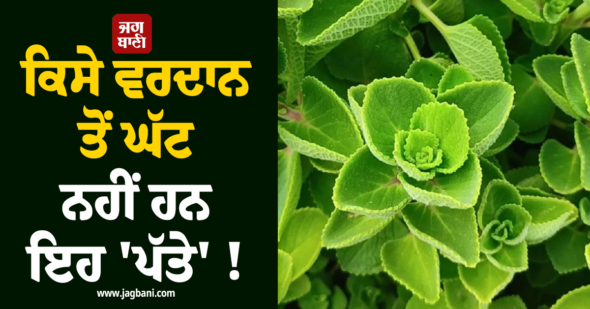 ਕਿਸੇ ਵਰਦਾਨ ਤੋਂ ਘੱਟ ਨਹੀਂ ਹਨ ਇਹ 'ਪੱਤੇ' ! ਜਾਣੋ ਇਸ ਦੇ ਚਮਤਕਾਰੀ ਫਾਇਦੇ