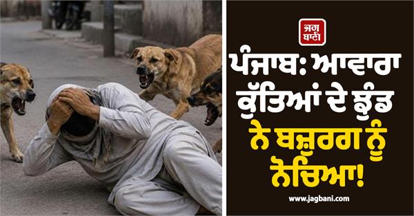 stray dogs mauled a 70 year old man