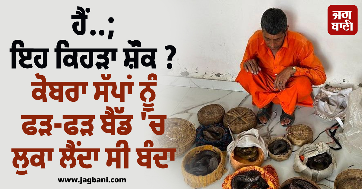 ਹੈਂ..; ਇਹ ਕਿਹੜਾ ਸ਼ੌਂਕ ? ਕੋਬਰਾ ਸੱਪਾਂ ਨੂੰ ਫੜ-ਫੜ ਬੈੱਡ ''ਚ ਲੁਕਾ ਲੈਂਦਾ ਸੀ ਬੰਦਾ, ਹੁਣ ਹੋਈ ਵੱਡੀ ਕਾਰਵਾਈ