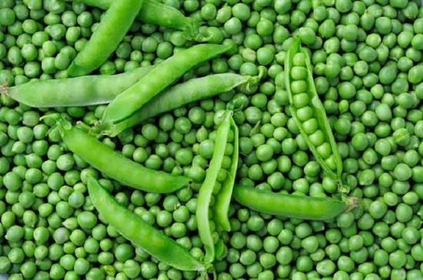 unseasonal peas are becoming a breeding ground for diseases
