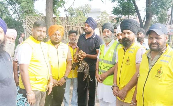 black kite bird rescued from 80 feet height