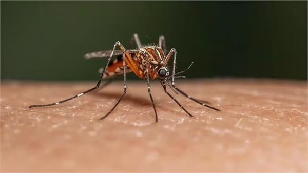 if you are bothered by mosquitoes  don  t panic 