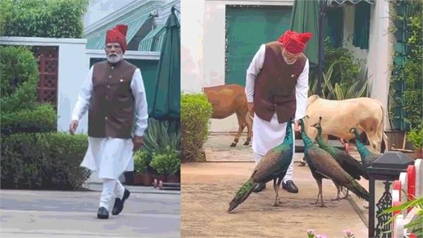 pm modi  cow  peacock  video