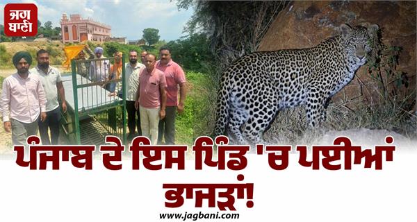 leopards cause panic in village khera kalmot advisory issued for people