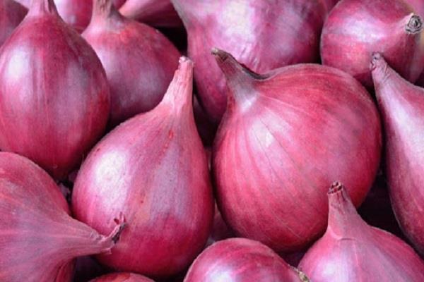 onion prices rise by 25   future price depends on rains
