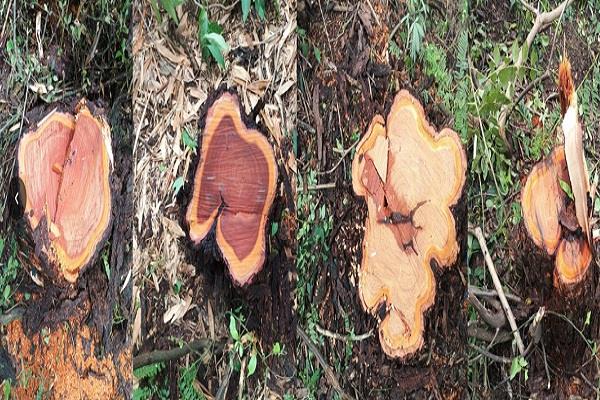 15 priceless trees stolen from government forest