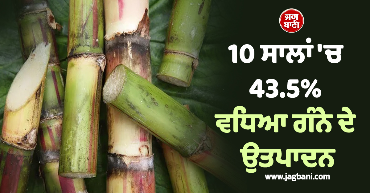 10 ਸਾਲਾਂ 'ਚ 43.5% ਵਧਿਆ ਗੰਨੇ ਦੇ ਉਤਪਾਦਨ, 'Ethanol ਨਹੀਂ ਹੈ ਖੰਡ ਦੀਆਂ ਕੀਮਤਾਂ 'ਚ ਵਾਧੇ ਦਾ ਕਾਰਨ'