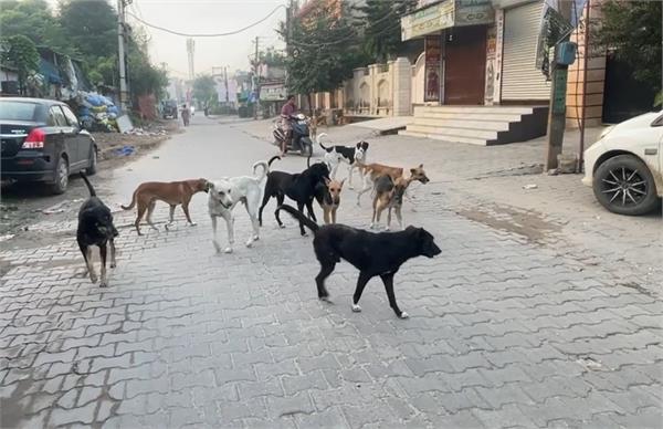 dog attack khanna