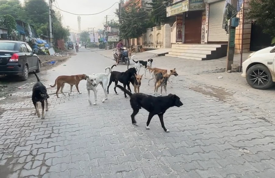 ਘਰ ਦੇ ਬਾਹਰ ਲੰਮੇ ਪਏ ਬੱਚੇ ''ਤੇ ਹਲਕੇ ਕੁੱਤੇ ਦਾ ਹਮਲਾ! ਹਸਪਤਾਲ ''ਚ ਲੜ ਰਿਹਾ ਜ਼ਿੰਦਗੀ-ਮੌਤ ਦੀ ਲੜਾਈ