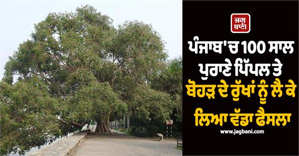 100 year old trees in punjab will become heritage trees