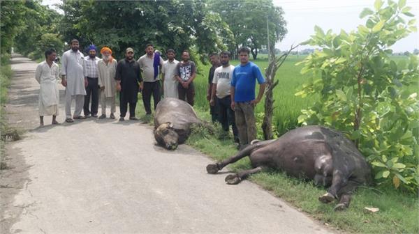 animals  accidents  high voltage wires