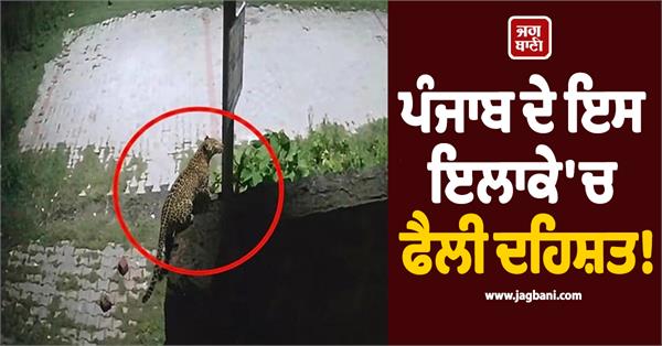 leopard came to talwara video goes viral