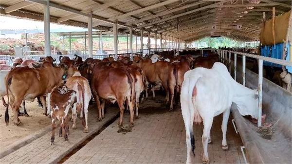 gaushala electricity bills waived off