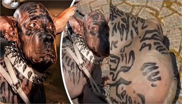 youth turns into a dog after spending 220 crore