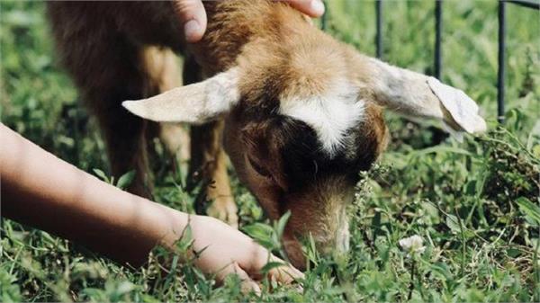 two children suffer kidney failure australian petting zoo