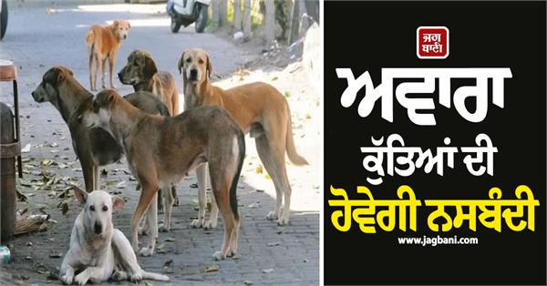 stray dogs to be sterilized