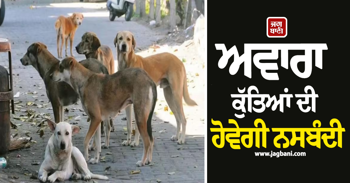 ਅਵਾਰਾ ਕੁੱਤਿਆਂ ਦੀ ਹੋਵੇਗੀ ਨਸਬੰਦੀ, ਦਿੱਲੀ ਹਾਈ ਕੋਰਟ ਦਾ ਵੱਡਾ ਫੈਸਲਾ