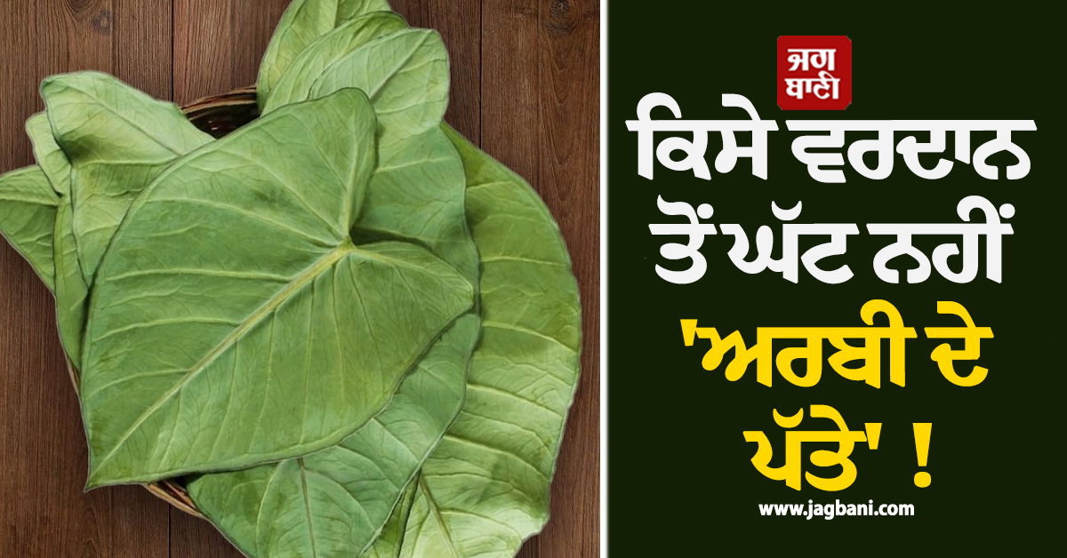 ਕਿਸੇ ਵਰਦਾਨ ਤੋਂ ਘੱਟ ਨਹੀਂ 'ਅਰਬੀ ਦੇ ਪੱਤੇ' ! ਜਾਣੋ ਇਸ ਦੇ ਹੈਰਾਨੀਜਨਕ ਫਾਇਦੇ