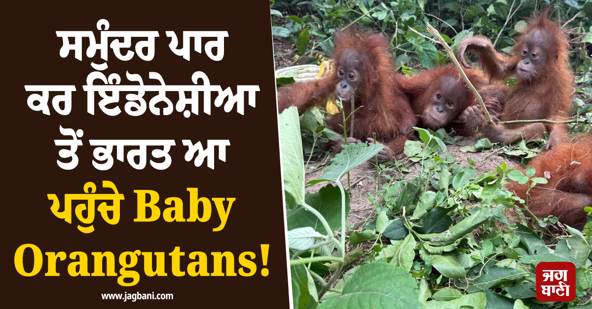 ਸਮੁੰਦਰ ਪਾਰ ਕਰ ਇੰਡੋਨੇਸ਼ੀਆ ਤੋਂ ਭਾਰਤ ਆ ਪਹੁੰਚੇ Baby Orangutans ! ਦੇਖ ਕੇ ਹਰ ਕੋਈ ਰਹਿ ਗਿਆ ਹੈਰਾਨ
