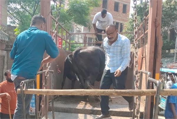 municipal corporation cracks down on illegal dairies