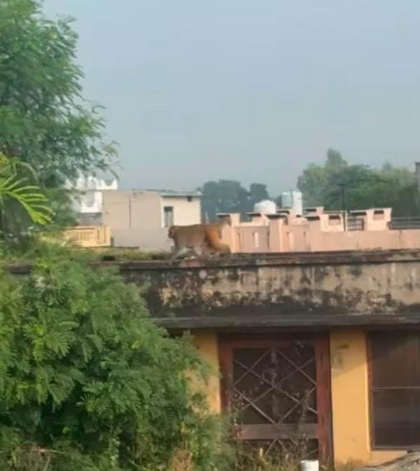 monkey creates panic in moonak kalan village